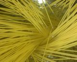 ベーコンとアスパラの柚子こしょうパスタ作り方4写真