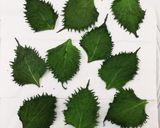 ドライ大葉&保存の仕方♡失敗しない方法✧作り方4写真