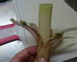 うどの簡単酢味噌和え。作り方3写真