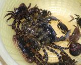 キャンプで磯カニのお味噌汁作り方1写真