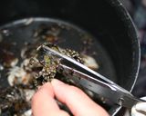 キャンプで磯カニのお味噌汁作り方2写真