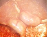 冷凍庫の色々☆茹でキャベツのお弁当作り方1写真