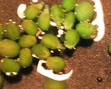 冷凍庫の色々☆茹でキャベツのお弁当作り方13写真