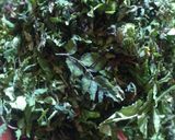 昔ながらの山椒の煮物作り方1写真