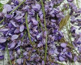 藤の花の天ぷら（簡単・旨い・話題性）作り方1写真