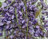 藤の花とイタドリの芽の天ぷら(簡単)作り方2写真