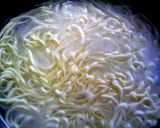 基本のプレーンパスタ作り方8写真