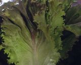 冷凍食品から揚げのトルティーヤ巻き作り方3写真