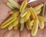 パスタマッロレドゥスのサルシッチャソース作り方1写真