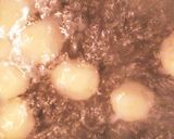 ヨーグルト紅茶＊よもぎ☆珈琲＊カボス白玉作り方9写真