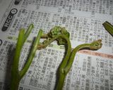 わらび　下処理作り方2写真