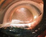 麻婆山菜がけ☆ヤズのふっくら姿蒸し作り方4写真