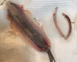 カタクチイワシの捌き方と、揚げ方作り方4写真