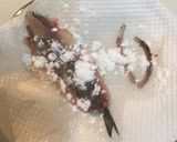 カタクチイワシの捌き方と、揚げ方作り方6写真