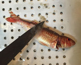 ヒメジの捌き方、お吸い物、揚げもの作り方1写真