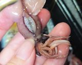 ほたるいか下処理☆一手間でなめらか食感作り方1写真