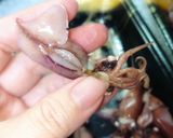 ほたるいか下処理☆一手間でなめらか食感作り方2写真