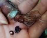 ほたるいか下処理☆一手間でなめらか食感作り方3写真