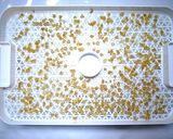 食品乾燥機で作る乾燥とうもろこし作り方3写真