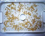 食品乾燥機で作る乾燥とうもろこし作り方5写真