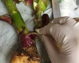 簡単★ウドの塩炒め作り方1写真