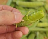 知らなきゃ損！さやえんどうのスジ取り作り方5写真