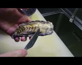 殻付き生牡蠣を家庭で食べよう！作り方1写真
