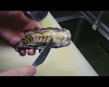 殻付き生牡蠣を家庭で食べよう！作り方1写真