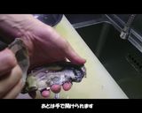 殻付き生牡蠣を家庭で食べよう！作り方4写真