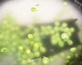 簡単スナップエンドウで豆ご飯作り方1写真