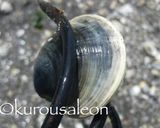 ホンビノス　保存方法　完全保存版作り方1写真