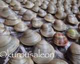 ホンビノス　保存方法　完全保存版作り方9写真