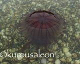 ホンビノス　保存方法　完全保存版作り方27写真