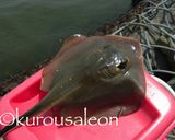 ホンビノス　保存方法　完全保存版作り方28写真