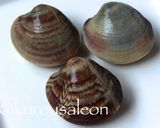 ホンビノス　保存方法　完全保存版作り方29写真