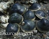 ホンビノス　保存方法　完全保存版作り方31写真