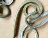 ぜんまいとじゃこの炒め煮作り方1写真
