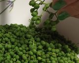 山椒ちりめん作り方1写真