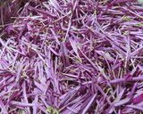 かきのもと（食用菊）の酢の物作り方2写真