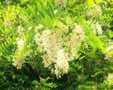アカシアのお花の天ぷら♬作り方1写真