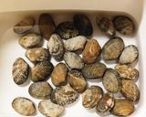 ふっくらアサリの味噌汁作り方1写真
