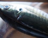基本のアジの三枚おろし作り方2写真