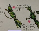 新潟ふるさとの味・笹だんご作り方12写真