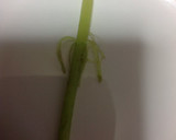 簡単☆フキと油揚げの煮物作り方5写真