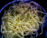 簡単！手打ちラーメン☆シコシコ卵麺作り方6写真