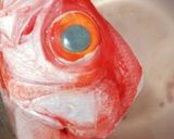 金目鯛の煮付け★簡単作り方2写真