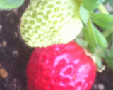 和菓子屋さんのいちご大福♥切り餅で簡単作り方8写真