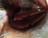 おっかぁ直伝☆魚の煮付け作り方1写真