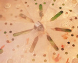 鰹節も入れる☆緑と揚げの煮浸し作り方4写真