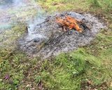 玉ねぎの野焼き作り方4写真